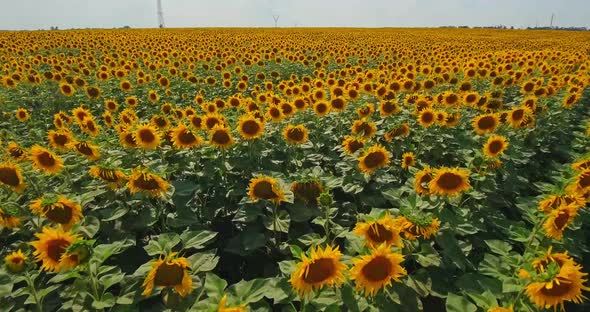 Aerial View Agriculture Field with Blooming Sunflowers