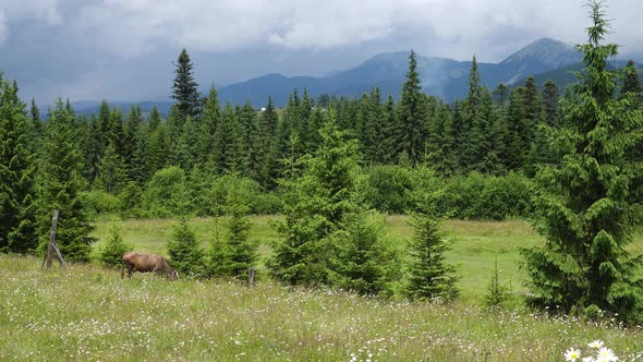 Cow On A Mountains Pasture 4