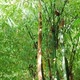 Bamboo in the Forest - VideoHive Item for Sale