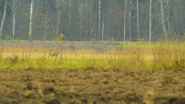 Young European roe deer (Capreolus capreolus) walking and eating on a field in overcast autumn day,