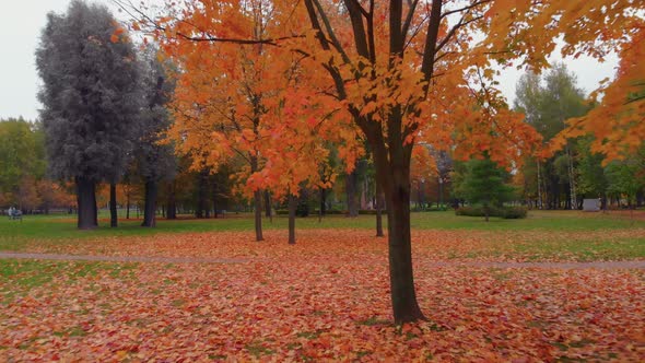 The Beauty of an Autumn Park in St