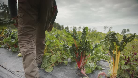 TRACKING shot of a farmer harvesting heathy chard from the farm