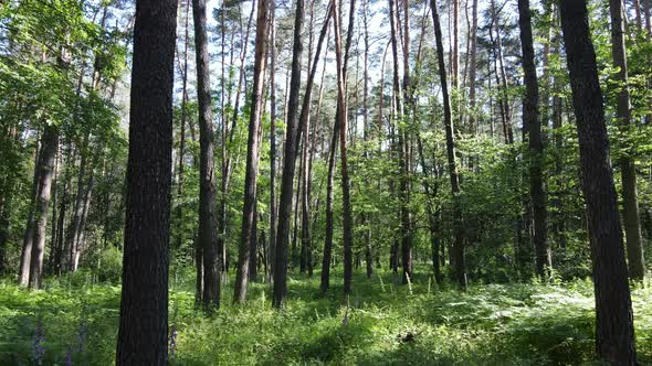 Beautiful Green Forest on a Summer Day Slow Motion