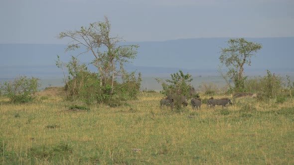Warthog with piglets walking on Maasai Mara plains