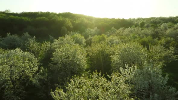 Aerial View of Blooming Cherry Garden 21