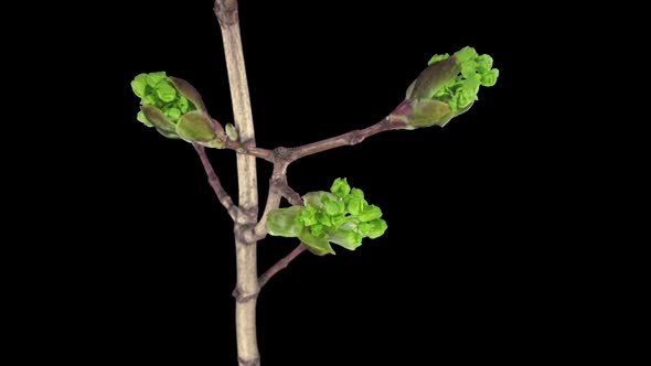Time-lapse of growing maple tree branch 