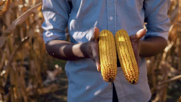 A Young African American Man Holds Two Ripe Ears of Corn in His Hand