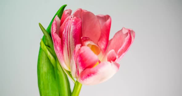 Timelapse of a Light Pink Double Peony Tulip Flower Blooming on White Background