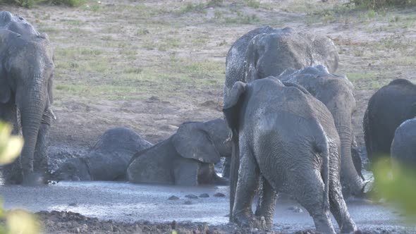 Herd of African Bush elephants enjoying a good mud bath