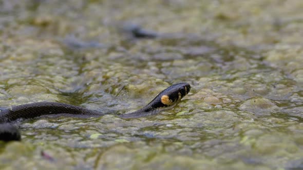 Dice Snake Swims Through Marshes of Swamp Thickets and Algae. Slow Motion.