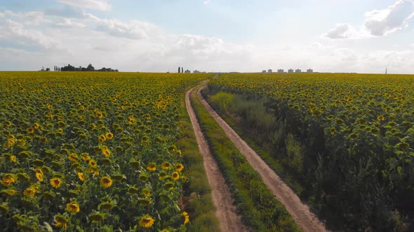 Flight Over a Field with Sunflowers Against a Background of Thunderclouds