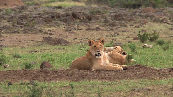 Pride of Lions resting on the savanna