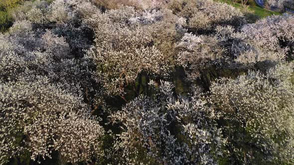 Cherry Blossoms Trees Drone View