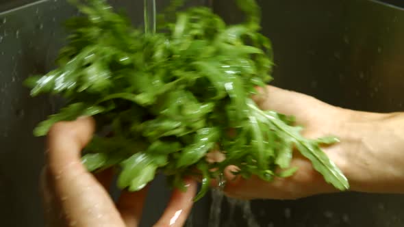 Male Hands Washing Arugula.