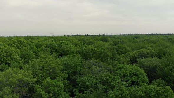 Drone flies forward above the tree tops in a boreal forest during a cloudy day near the trees. Power