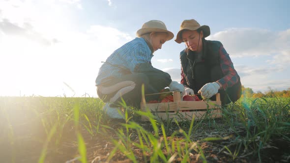 Happy Family Mother and Daughter Collect Ripe Vegetables in a Wooden Box in the Field