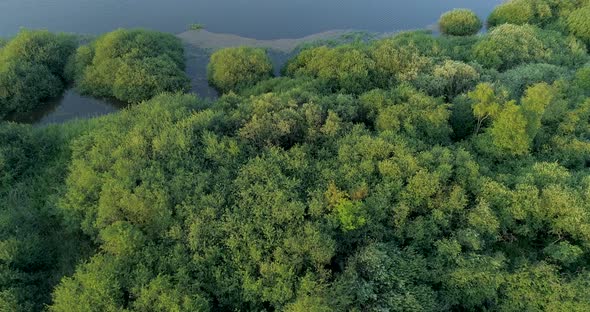 Aerial view of corn field along river Maas, The Netherlands.