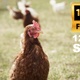 Chickens Country Life Agriculture - VideoHive Item for Sale