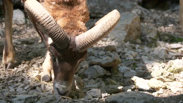 Close up shot of wild ram or European Mouflon with gigantic horns foraging on rocky ground in summer