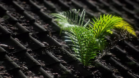 Moss and Fern on Old Roof