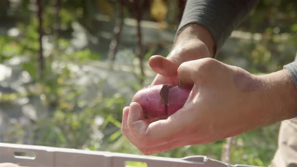 SLOW MOTION CLOSEUP, cutting open a Highland Burgundy potato, sunny