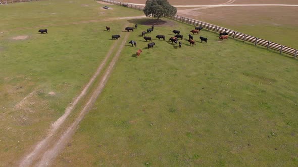 Holm Oak and bulls on a farm, drone shoots