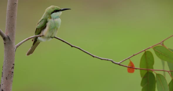 Juvenile Small green bee eater sits as its feathers are Blowing in the wind on a monsoon morning