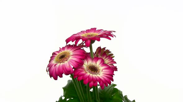 Rotating pink-white gerbera, seamless loop