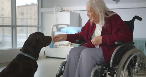 Old Sick Woman in Wheelchair Playing with Dog in Hospital Ward