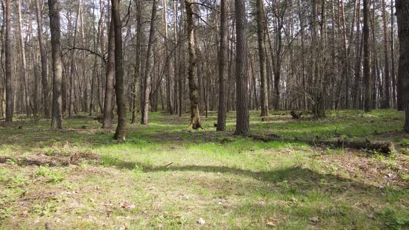 Forest Landscape Aerial View Ukraine