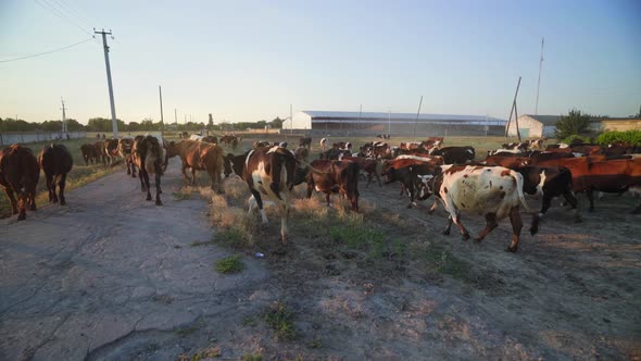 The ranch of a successful farmer. multi-colored cows in the rays of the sun.