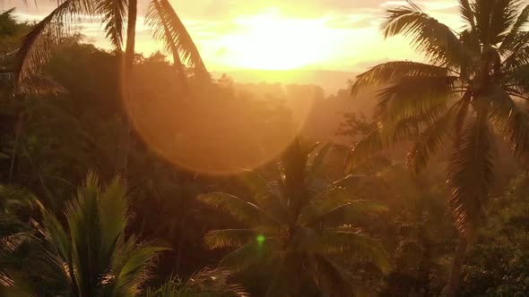 Aerial view of lush jungle in the sunrise