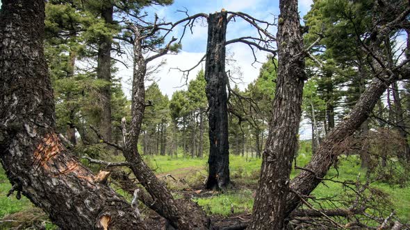 Time lapse panning over tree top laying on the ground