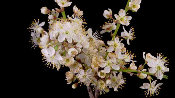 Cherry Blossom. White Flowers Opening on the Branches Cherry Tree.