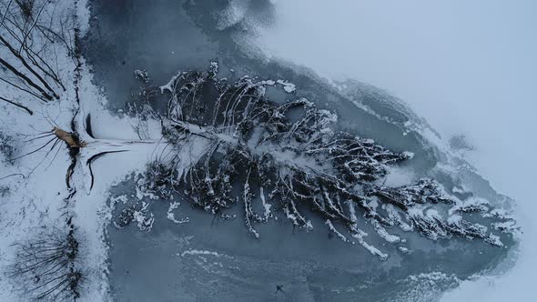 Fallen Tree in Winter Aerial Footage