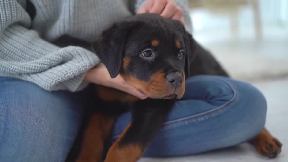 Rottweiler Puppy Resting in Woman Hands