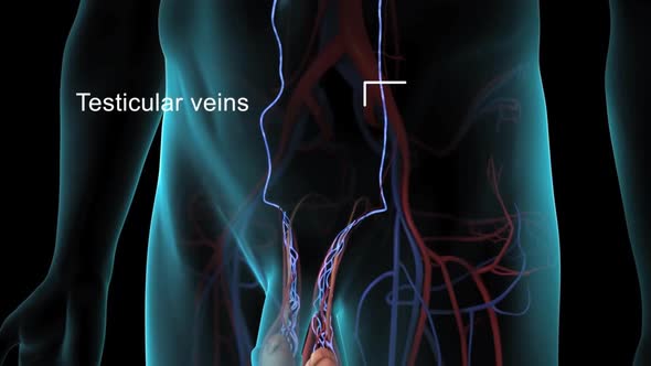 Male reproductive system