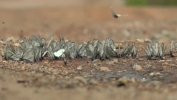 Large Flock of Aporia Crataegi Butterflies and Black-Veined White Butterfly on Ground Surface