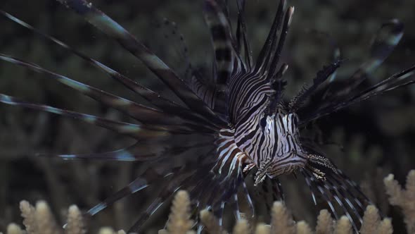 Common Lionfish (Pterois volitans) close up over table coral at night