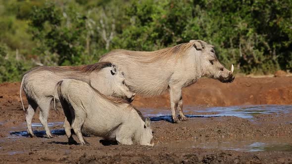 Warthogs Drinking Water