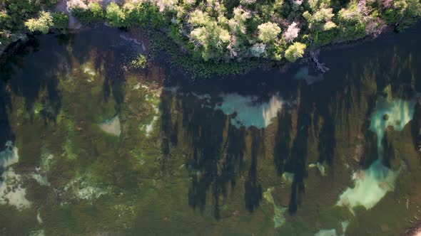 Tree Shadows On The Algae-Covered Lake