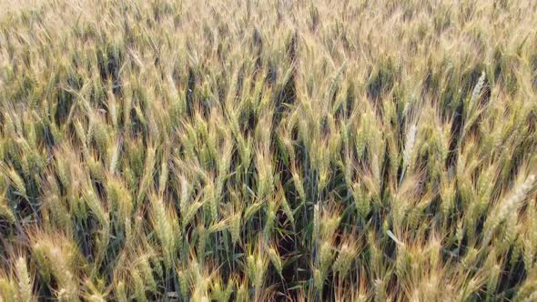 Ripening ears of barley in the field.