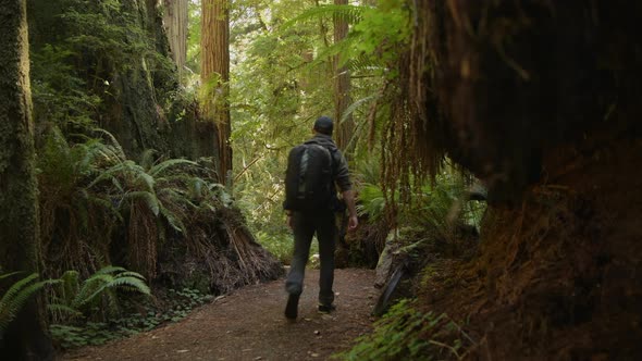 Hiker on Redwood Forest Trail in Northern California