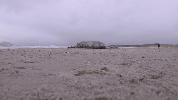 Dead Seal on the Donegal Coast of Ireland