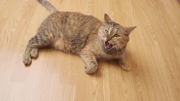 The Cat Lies on the Kitchen Wooden Floor