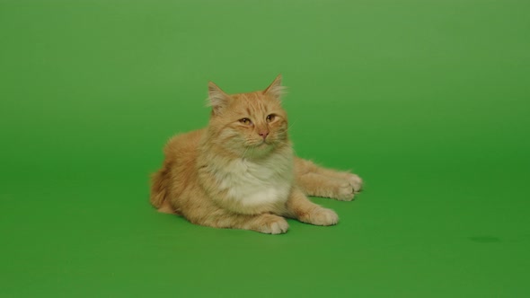 Studio shoot of gold long hair 