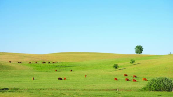 Red Scottish cows graze in the meadow