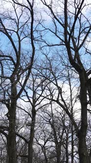 Vertical Video of the Forest with Trees Without Leaves