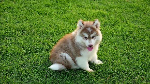 Cute Siberian Husky Puppy Lying On Green Grass