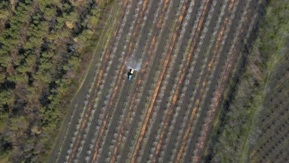 Aerial View of a Tractor Moves Through the Spring Fruit Orchard and Sprays Fertilizers